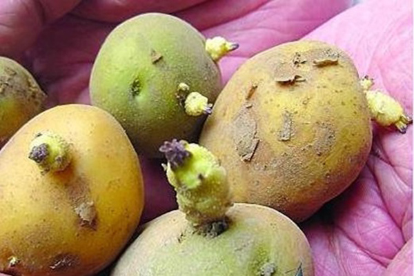 Trứng được xào với thứ này ăn vào bổ thận, tóc đen tươi trẻ, da dẻ hồng hào-4