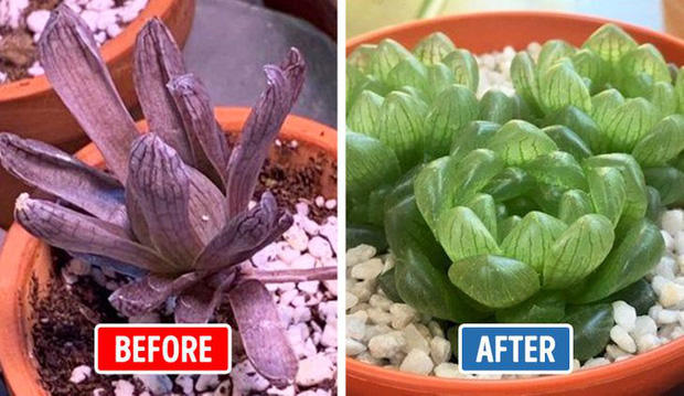 Những cách cấp cứu khi cây trong nhà, văn phòng bị héo úa, sắp chết-1