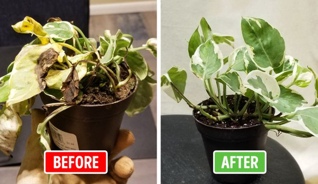 Những cách cấp cứu khi cây trong nhà, văn phòng bị héo úa, sắp chết-2