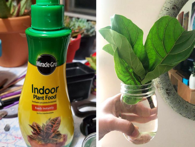 Những cách cấp cứu khi cây trong nhà, văn phòng bị héo úa, sắp chết-5