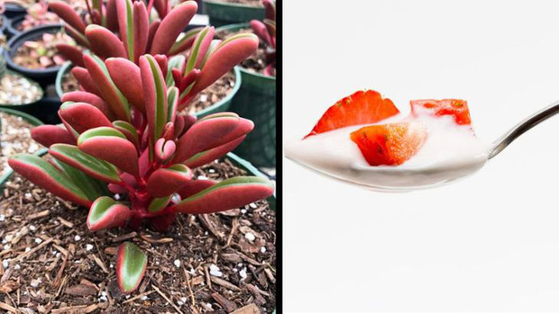 Những cách cấp cứu khi cây trong nhà, văn phòng bị héo úa, sắp chết-7