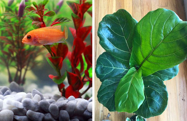 Những cách cấp cứu khi cây trong nhà, văn phòng bị héo úa, sắp chết-8