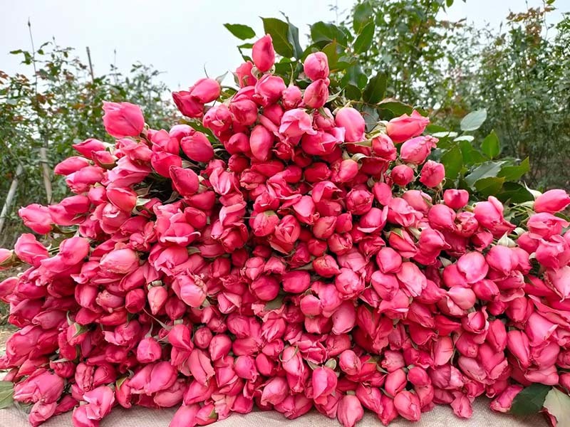 Hoa hồng lại rẻ như cho, ngồi nhà chốt bán 4 vạn bông/ngày-1