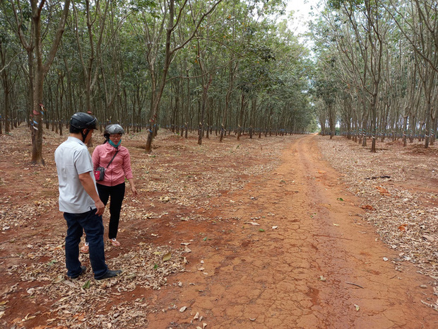 Lời kể của nữ sinh lớp 6 bị đánh dã man trong lô cao su-2