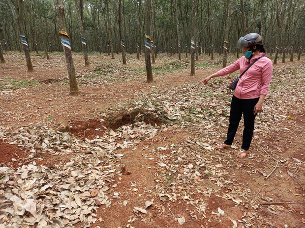 Lời kể của nữ sinh lớp 6 bị đánh dã man trong lô cao su-3