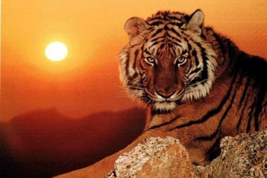 Trong 22 ngày tới, 3 con giáp gặp vận khí tốt, tài lộc đến, được quý nhân phù trợ, mọi ước mong bấy lâu đều thành hiện thực