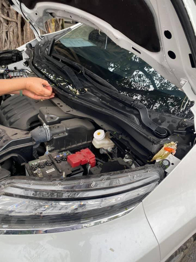 Đỗ ô tô gần gốc cây, chủ xe choáng váng khi thấy xế hộp bị ăn nguyên bát phở, công an phải đến hiện trường-3