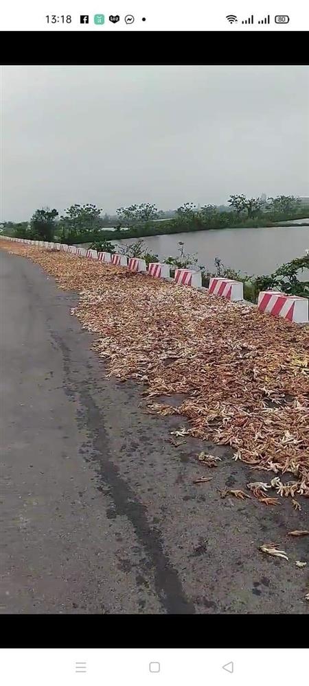 Rùng mình hình ảnh chân gà mốc thối phơi la liệt ngoài đường, xe cộ đi lại bụi bặm, sự thật đằng sau khiến nhiều người bất ngờ-1