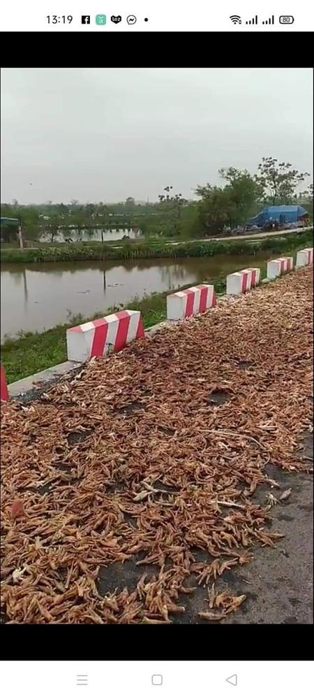 Rùng mình hình ảnh chân gà mốc thối phơi la liệt ngoài đường, xe cộ đi lại bụi bặm, sự thật đằng sau khiến nhiều người bất ngờ-2