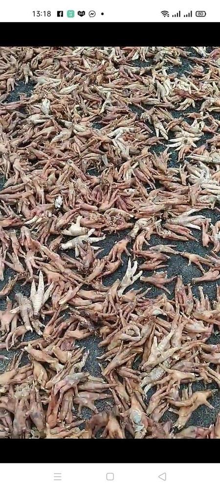 Rùng mình hình ảnh chân gà mốc thối phơi la liệt ngoài đường, xe cộ đi lại bụi bặm, sự thật đằng sau khiến nhiều người bất ngờ-5