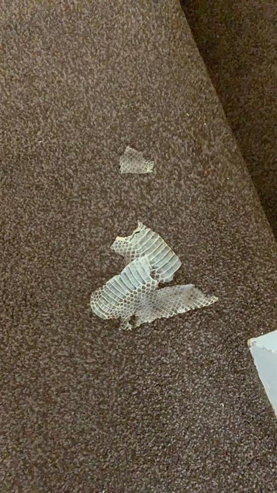 Ngửi mùi hôi nồng nặc, bố mẹ bới tung phòng con trai rồi hóa đá khi phát hiện da rắn và xác chuột, những ngày tháng tiếp theo còn đáng sợ hơn-1