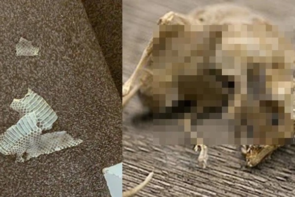 Tái hiện gương mặt xác ướp quý bà nghìn tuổi, các nhà khoa học khiến dân mạng sửng sốt về vẻ đẹp phụ nữ xưa, hiện thực có đúng như vậy?-6