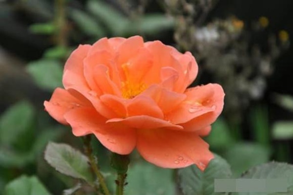 Người sinh vào 8 ngày âm lịch này cả đời giàu sang phú quý, thịnh vượng ba đời!-1