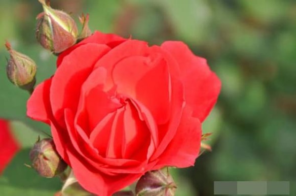 Người sinh vào 8 ngày âm lịch này cả đời giàu sang phú quý, thịnh vượng ba đời!-2