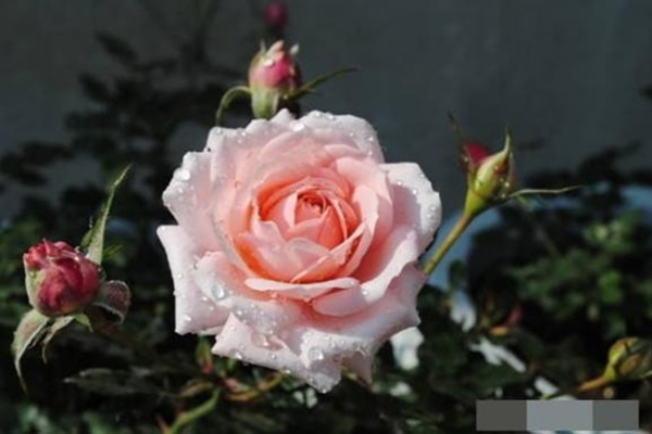 Người sinh vào 8 ngày âm lịch này cả đời giàu sang phú quý, thịnh vượng ba đời!-3