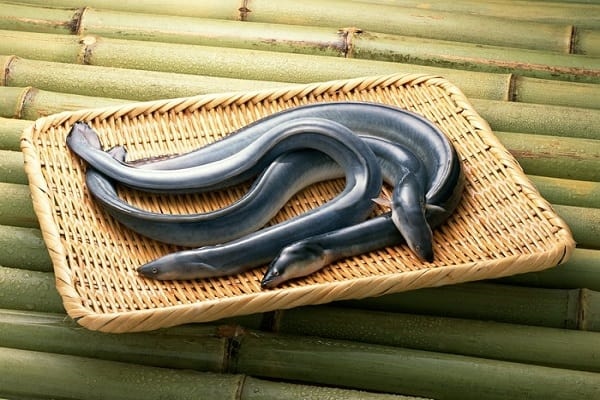 Đây là loại thịt bổ hơn sâm được Đông y coi trọng nhưng người Việt khi ăn thường phạm phải 3 việc khiến dễ sinh độc-1