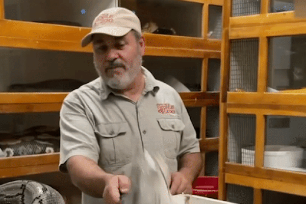 Người đàn ông suýt bị con trăn khổng lồ cắn trúng mặt