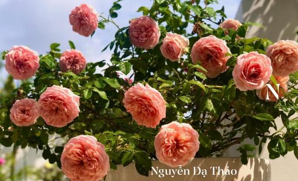 Bà xã Quyền Linh chia sẻ bí quyết trồng hoa hồng-6