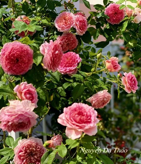 Bà xã Quyền Linh chia sẻ bí quyết trồng hoa hồng-10