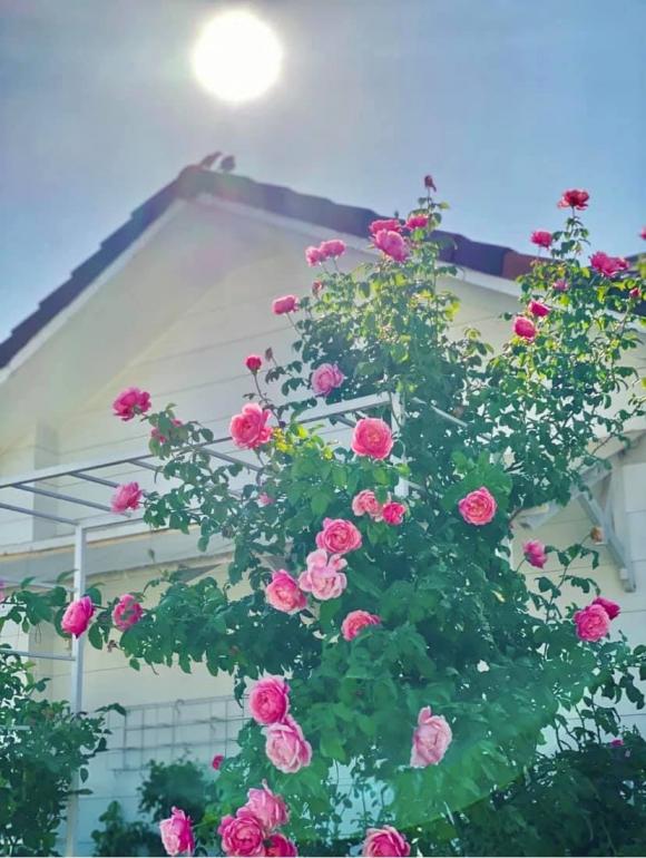 Bà xã Quyền Linh chia sẻ bí quyết trồng hoa hồng-13