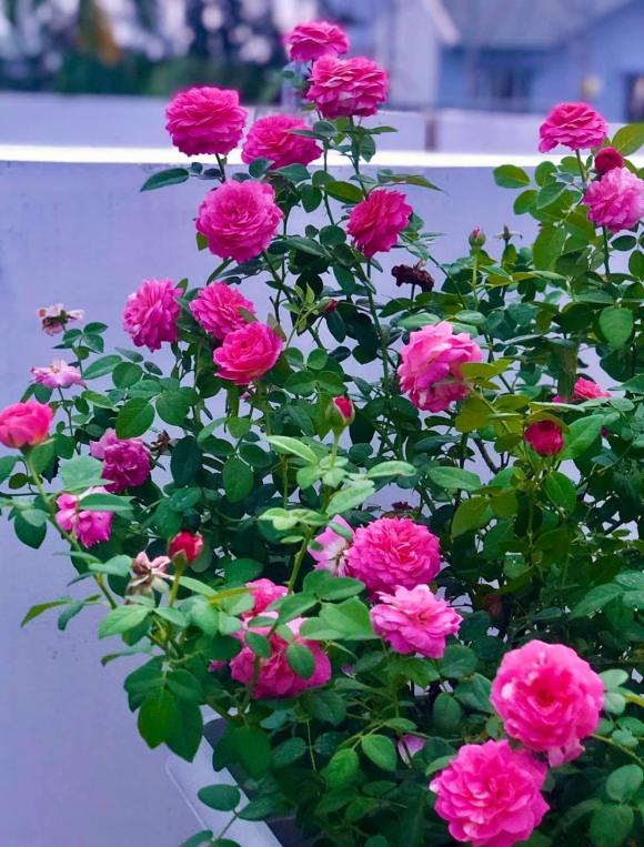 Bà xã Quyền Linh chia sẻ bí quyết trồng hoa hồng-16