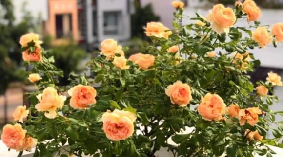 Bà xã Quyền Linh chia sẻ bí quyết trồng hoa hồng-17