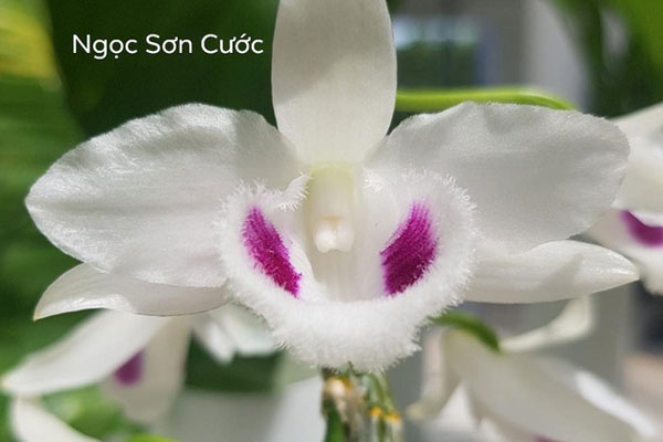 Chủ vườn nói gì về vụ giao dịch lan đột biến gần 300 tỷ đồng-5