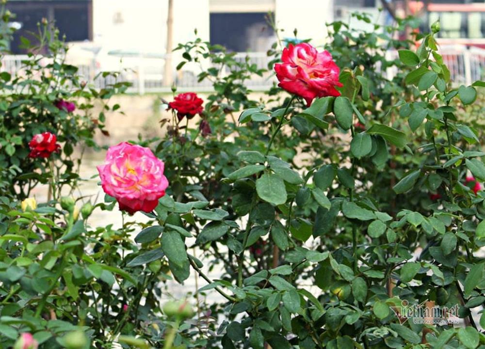 Tôi suy sụp vì chồng làm điều tội lỗi sau buổi họp lớp-1