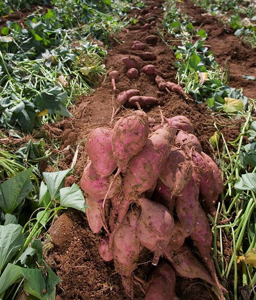 Chỉ cần ăn khoai lang đúng cách, bạn sẽ giảm 2kg/tuần-5