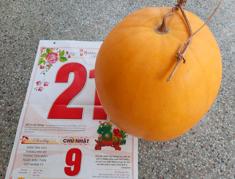 Quả dưa hấu chưng 47 ngày vẫn không hỏng ở Vĩnh Long-2