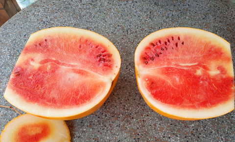 Quả dưa hấu chưng 47 ngày vẫn không hỏng ở Vĩnh Long-4