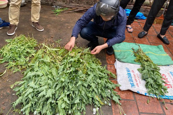 Rao bán công khai quả cây thuốc phiện trên mạng-3