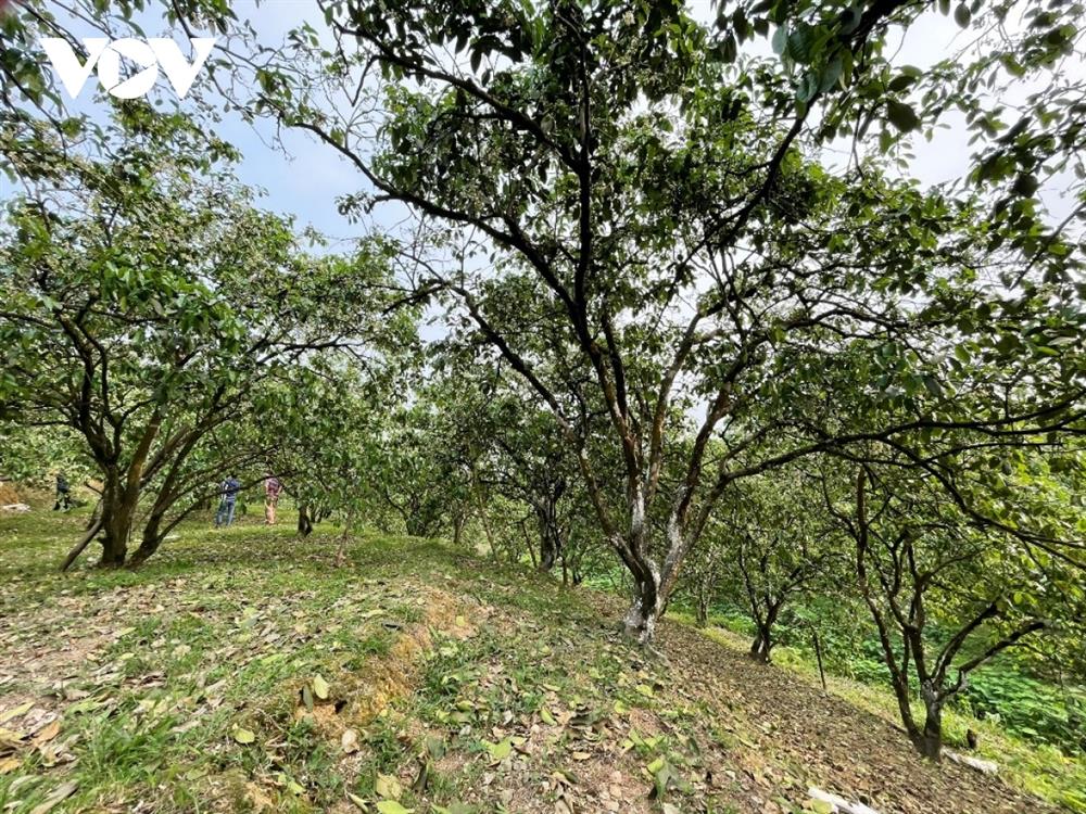 Bưởi cổ thụ cho thu nhập tiền tỷ mỗi năm-1