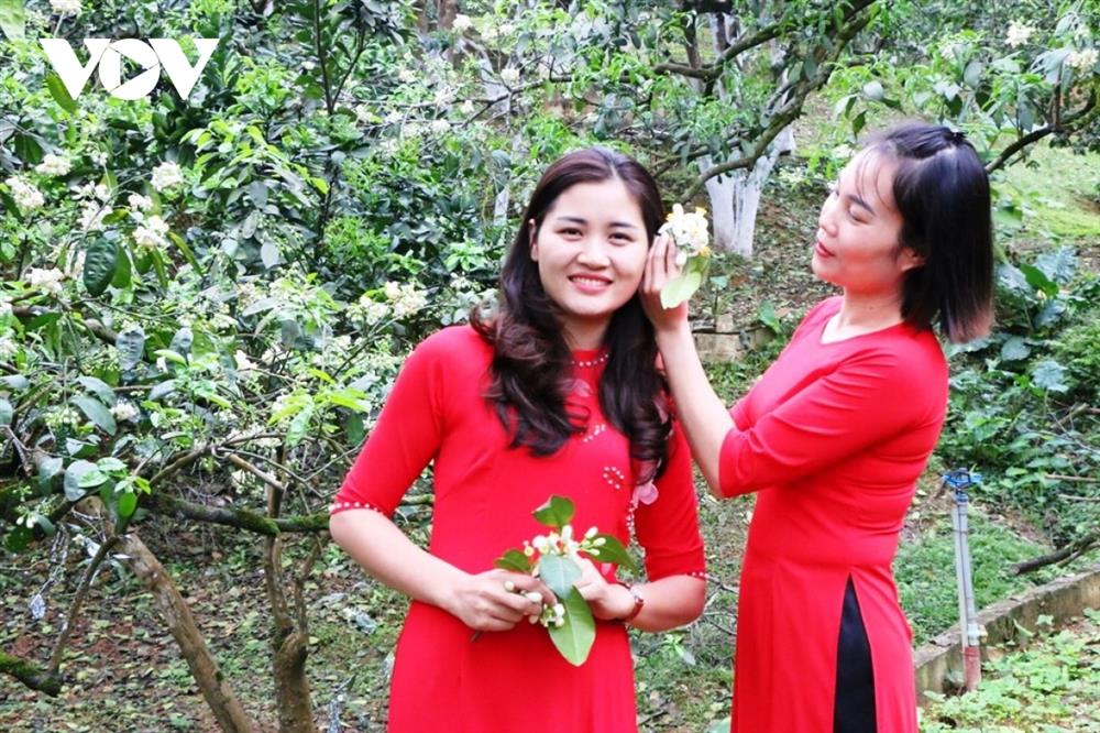 Bưởi cổ thụ cho thu nhập tiền tỷ mỗi năm-11