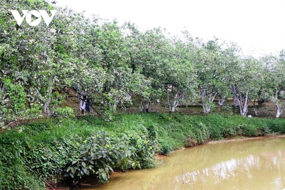 Bưởi cổ thụ cho thu nhập tiền tỷ mỗi năm-12