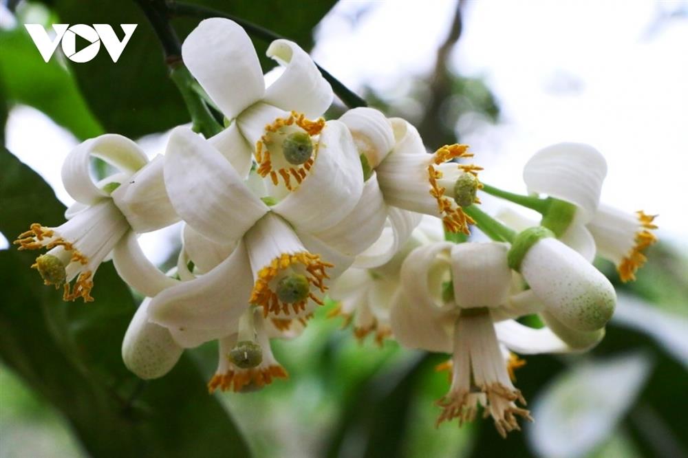 Bưởi cổ thụ cho thu nhập tiền tỷ mỗi năm-4