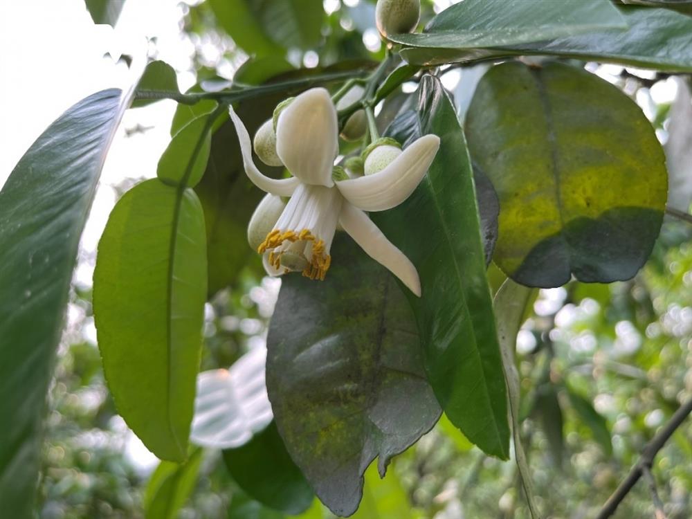 Bưởi cổ thụ cho thu nhập tiền tỷ mỗi năm-5