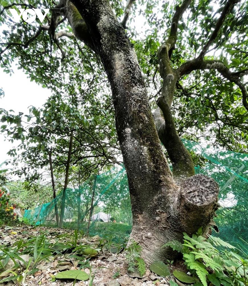 Bưởi cổ thụ cho thu nhập tiền tỷ mỗi năm-6