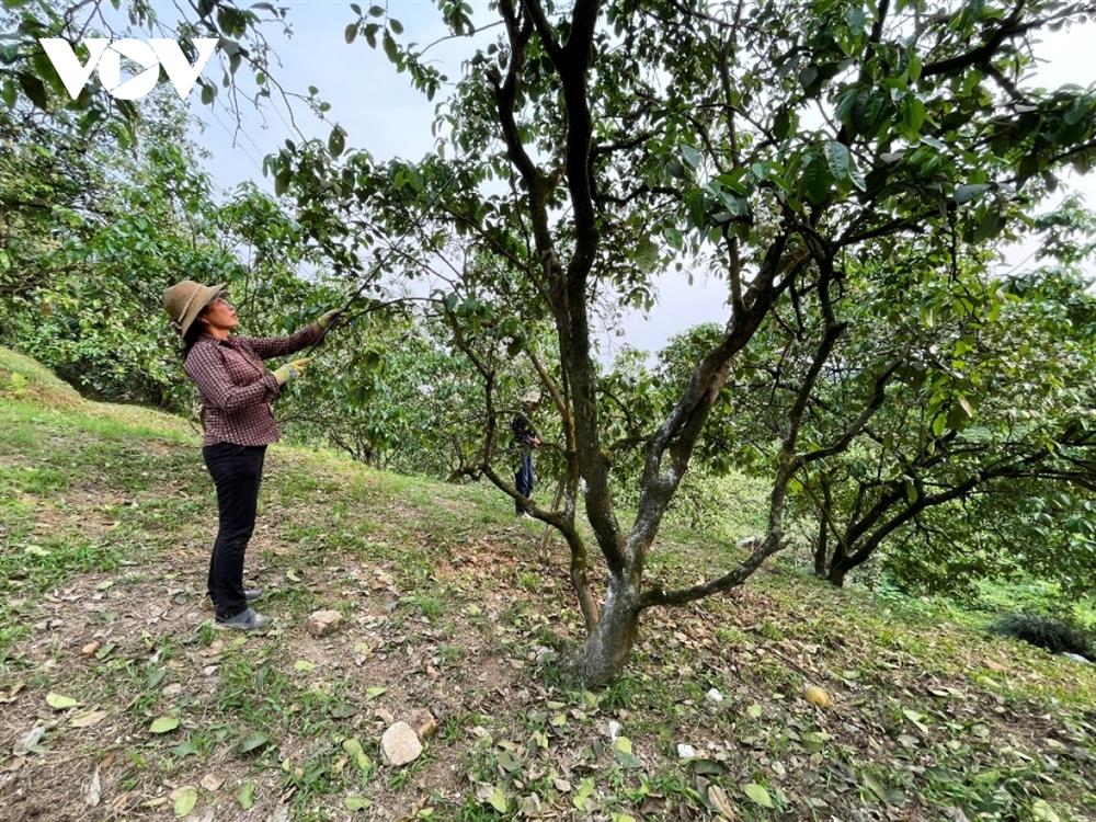 Bưởi cổ thụ cho thu nhập tiền tỷ mỗi năm-8