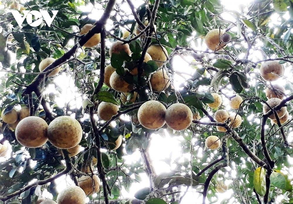 Bưởi cổ thụ cho thu nhập tiền tỷ mỗi năm-13