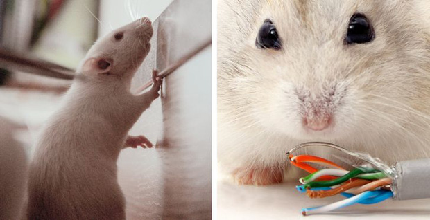 6 dấu hiệu cho thấy điện đóm nhà bạn đang có vấn đề, để ý ngay kẻo mang hoạ!-4