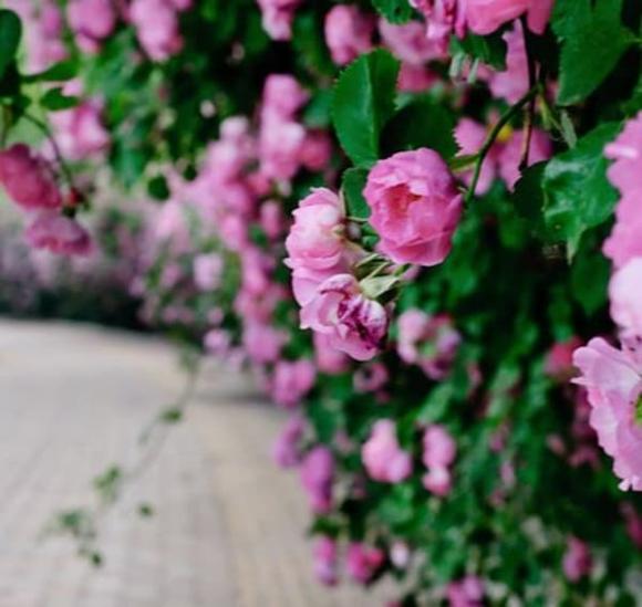 Trong 15 ngày tới, sự nghiệp của 4 con giáp này sẽ từng bước thăng tiến, tiền tài mở rộng, cuộc sống sung túc-2