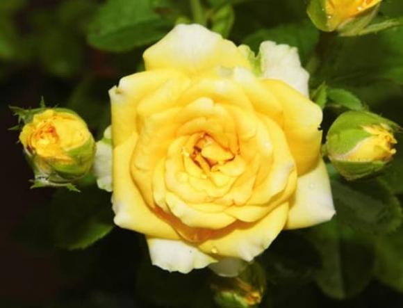 Trong 15 ngày tới, sự nghiệp của 4 con giáp này sẽ từng bước thăng tiến, tiền tài mở rộng, cuộc sống sung túc-3