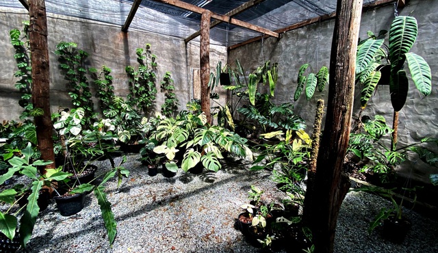 Trăm triệu đến nửa tỷ đồng 1 chiếc lá cảnh, thú lạ của dân chơi Sài Gòn-1