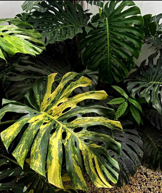 Trăm triệu đến nửa tỷ đồng 1 chiếc lá cảnh, thú lạ của dân chơi Sài Gòn-3