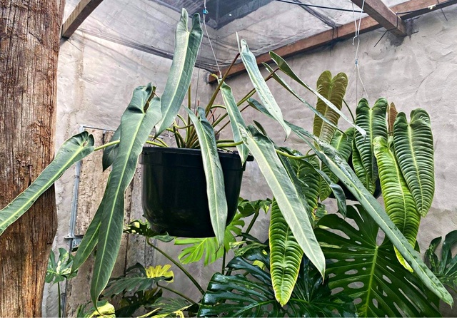 Trăm triệu đến nửa tỷ đồng 1 chiếc lá cảnh, thú lạ của dân chơi Sài Gòn-6