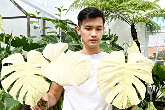 Trăm triệu đến nửa tỷ đồng 1 chiếc lá cảnh, thú lạ của dân chơi Sài Gòn