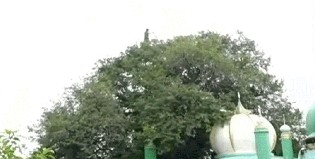 Đoạn clip bóng dáng người phụ nữ đứng nhảy nhót trên cây kèm câu chuyện rùng rợn gây bão MXH, sự thật còn khó tin hơn-4