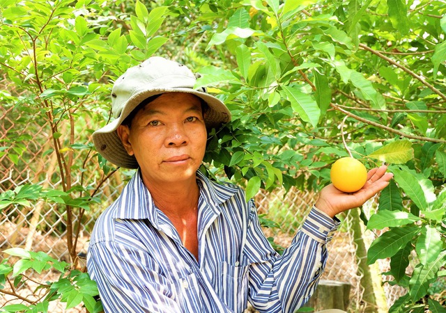 Vú sữa lạ màu vàng ươm, vị thơm nức cháy hàng cây giống-1