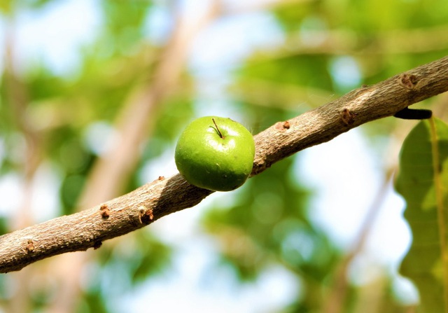 Vú sữa lạ màu vàng ươm, vị thơm nức cháy hàng cây giống-2